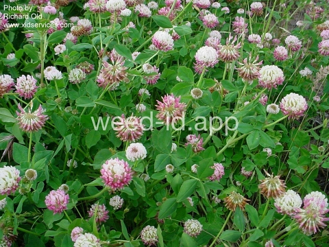 clover, alsike